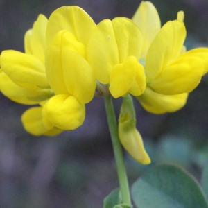 Photographie n°1089850 du taxon Coronilla glauca L. [1755]