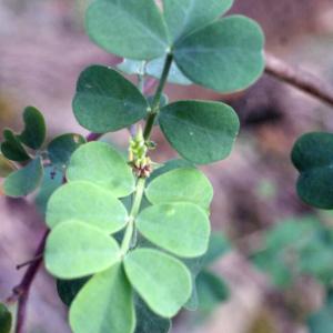 Photographie n°1089856 du taxon Coronilla glauca L. [1755]