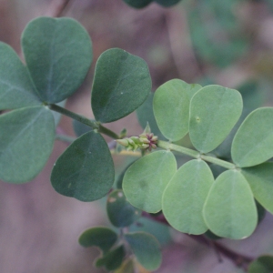 Photographie n°1089858 du taxon Coronilla glauca L. [1755]