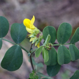 Photographie n°1089862 du taxon Coronilla glauca L. [1755]