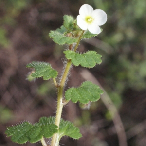 Photographie n°1089881 du taxon Veronica cymbalaria Bodard [1798]