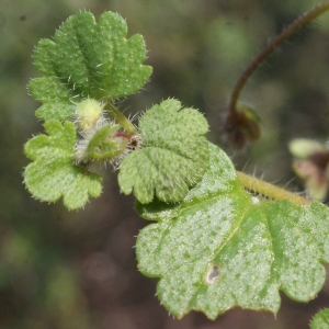 Photographie n°1089885 du taxon Veronica cymbalaria Bodard [1798]