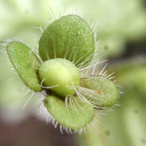 Photographie n°1089888 du taxon Veronica cymbalaria Bodard [1798]