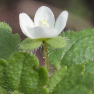 Photographie n°1089894 du taxon Veronica cymbalaria Bodard [1798]