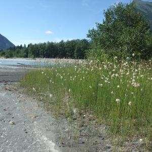 Photographie n°1090776 du taxon Typha minima Funck [1794]