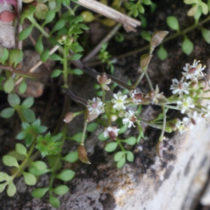 Photographie n°1090920 du taxon Hornungia petraea (L.) Rchb. [1838]