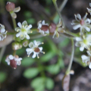 Photographie n°1090921 du taxon Hornungia petraea (L.) Rchb. [1838]