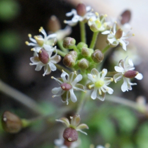 Photographie n°1090922 du taxon Hornungia petraea (L.) Rchb. [1838]