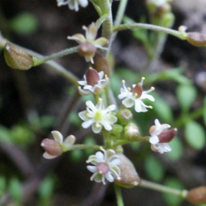 Photographie n°1090923 du taxon Hornungia petraea (L.) Rchb. [1838]