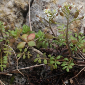 Photographie n°1090924 du taxon Hornungia petraea (L.) Rchb. [1838]