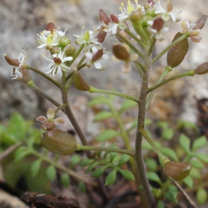 Photographie n°1090925 du taxon Hornungia petraea (L.) Rchb. [1838]