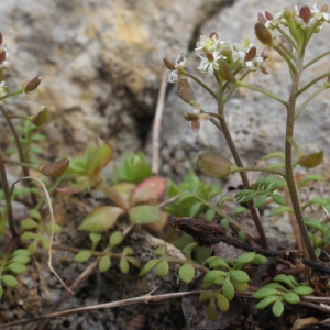 Photographie n°1090926 du taxon Hornungia petraea (L.) Rchb. [1838]