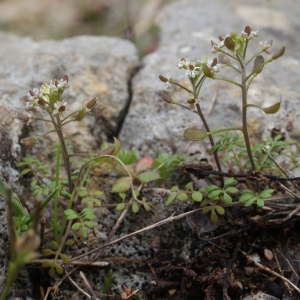 Photographie n°1090927 du taxon Hornungia petraea (L.) Rchb. [1838]