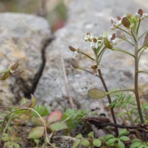 Photographie n°1090928 du taxon Hornungia petraea (L.) Rchb. [1838]