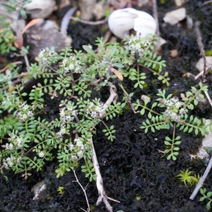 Photographie n°1090931 du taxon Hornungia petraea (L.) Rchb. [1838]