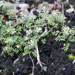 Photographie n°1090935 du taxon Hornungia petraea (L.) Rchb. [1838]