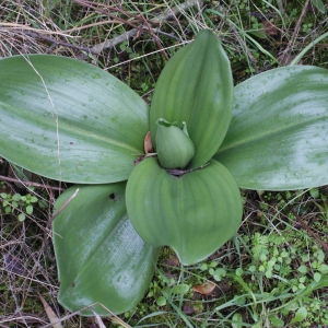 Photographie n°1091338 du taxon Himantoglossum robertianum (Loisel.) P.Delforge [1999]