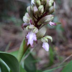 Photographie n°1091342 du taxon Himantoglossum robertianum (Loisel.) P.Delforge [1999]
