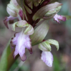Photographie n°1091343 du taxon Himantoglossum robertianum (Loisel.) P.Delforge [1999]