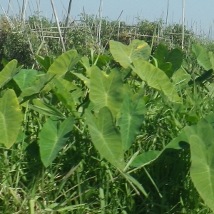 Photographie n°1092603 du taxon Colocasia esculenta (L.) Schott