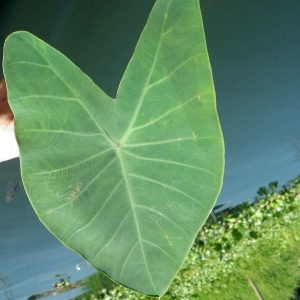 Colocasia esculenta (L.) Schott (Chou de Chine)