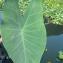  Liliane Roubaudi - Colocasia esculenta (L.) Schott