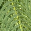  Liliane Roubaudi - Delonix regia (Bojer ex Hook.) Raf.