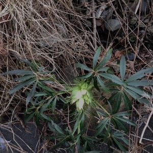 Photographie n°1093216 du taxon Helleborus foetidus L. [1753]