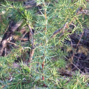 Photographie n°1093280 du taxon Juniperus communis L. [1753]