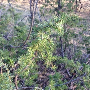 Photographie n°1093282 du taxon Juniperus communis L. [1753]