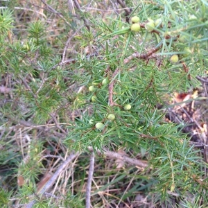 Photographie n°1093283 du taxon Juniperus communis L. [1753]