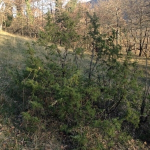 Photographie n°1093284 du taxon Juniperus communis L. [1753]