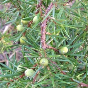 Photographie n°1093285 du taxon Juniperus communis L. [1753]