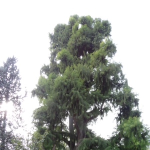 Photographie n°1093947 du taxon Cyprês chauve