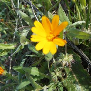 Photographie n°1093959 du taxon Calendula arvensis L. [1763]