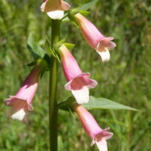 Photographie n°1094809 du taxon Digitalis x fucata Ehrh.