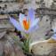  Laura Lannuzel - Crocus versicolor Ker Gawl. [1808]