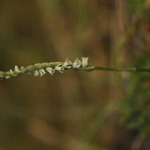 Photographie n°1095532 du taxon Spiranthes spiralis (L.) Chevall. [1827]