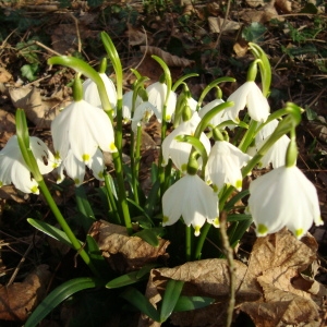 Photographie n°1095792 du taxon Leucojum vernum L. [1753]