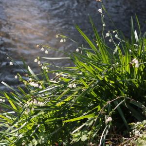 Photographie n°1096315 du taxon Leucojum pulchellum Salisb. [1807]