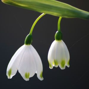 Leucojum hernandezii Cambess. (Nivéole élégante)