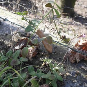 Photographie n°1096388 du taxon Vicia sepium L.