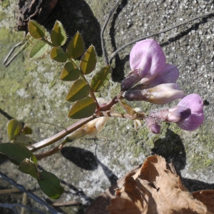 Photographie n°1096389 du taxon Vicia sepium L.