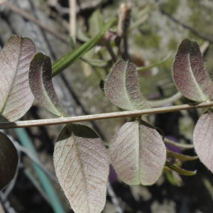 Photographie n°1096394 du taxon Vicia sepium L.