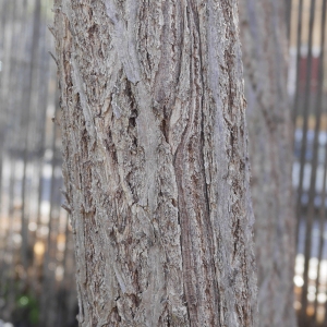 Photographie n°1096397 du taxon Sambucus nigra L. [1753]