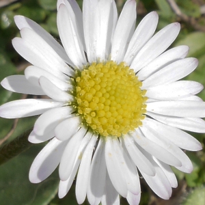 Bellis alpina Hegetschw. & Heer (Pâquerette)