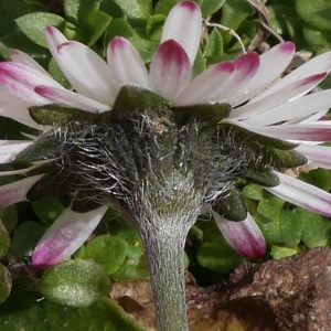 Photographie n°1096401 du taxon Bellis perennis L. [1753]