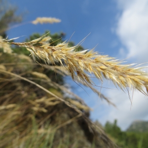 Photographie n°1096647 du taxon Achnatherum calamagrostis (L.) P.Beauv. [1812]