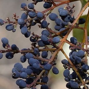 Photographie n°1097736 du taxon Ligustrum lucidum W.T.Aiton [1810]