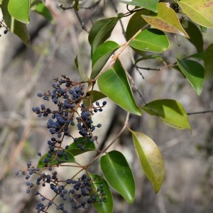 Photographie n°1097737 du taxon Ligustrum lucidum W.T.Aiton [1810]